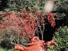 -十八棵（老龙井）御茶园(老龙井店)