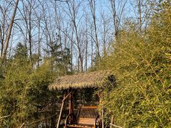 -合肥滨湖国家森林公园