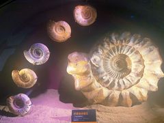 -贝林大翅鲸简餐厅(国家海洋博物馆店)