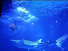 -烟台海昌鲸鲨海洋公园