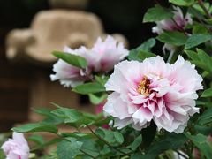 -龙华寺