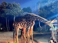 -清迈夜间动物园