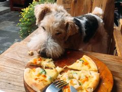 -百好乐宠物友好餐厅(朝外大街店)