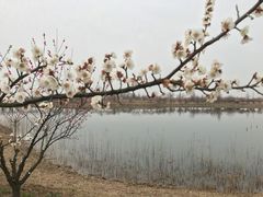 -泗洪洪泽湖湿地景区