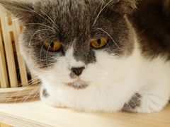 -猫和宫(六道口店)