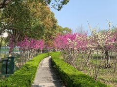 -中央公园(苏州工业园区)