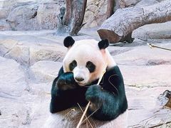 -广州长隆野生动物世界