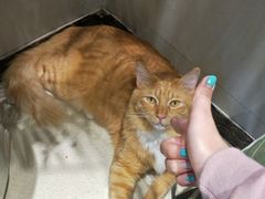 -藏猫猫咖啡主题馆(中央大道店)