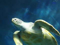 -锦艺城海洋馆