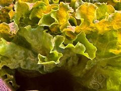 -包装马车·韩国料理·포장마차