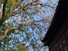 -八大山人梅湖景区