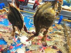 -半岛听涛蒸汽海鲜自助(K11店)