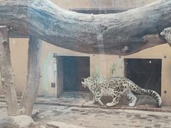 -青藏高原野生动物园