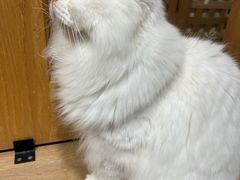 -MOCHA明星猫咖(田子坊店)