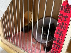 -谐和益家动物医院·免疫绝育·血液透析·宠保定点医院(高新伊藤分院)