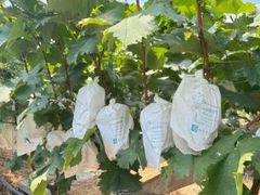 -马陆小张葡萄园农家乐