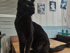 -猫小院猫主题咖啡厅(北锣店)