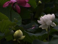 -黄兴公园