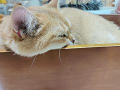 -藏猫猫咖啡主题馆(中央大道店)