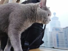 -Heymao猫咖.咖啡厅(东门店)