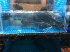 -浔味·山屿湖·正宗淳牌全鱼宴老字号