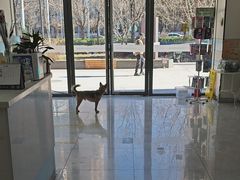 -中农国际动物医院24小时·猫科·骨科·急重症中心