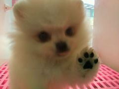 -1013 PET SHOP 宠物商店(近铁城市广场店)