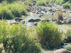 -卿园芳远·正宗石鼓白鸭汤
