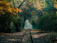 -上海共青森林公园