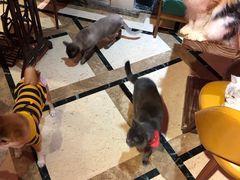 -猫色咖啡·猫咖
