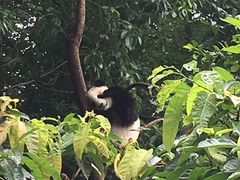 景点-成都大熊猫繁育研究基地