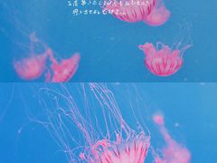 -大连老虎滩海洋公园
