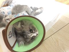 -乐派堂宠物医院·猫友好· 心脏科(东街店)