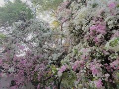 -深圳国际园林花卉博览园