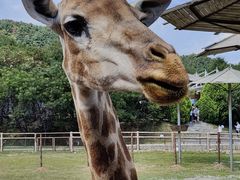 -青岛森林野生动物世界