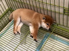 -Let's go狗咖·猫咖·奶狗·桌游(春熙路IFS店)
