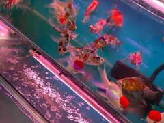 -苏州艺都古玩花鸟市场
