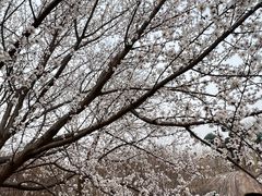 -西青郊野公园
