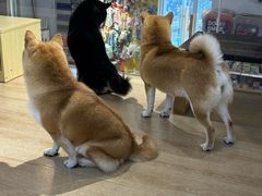 -南京Hallo宠物乐园·哈罗犬舍·柴犬繁育基地