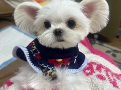 -FAELING PETS美天灵宠物(合生汇店)