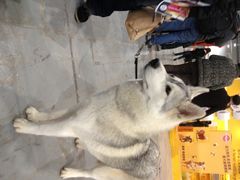 2013年国际宠物犬展博览会-东浩兰生上海世博展览馆