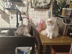 -平行世界·猫咖(首经贸店)