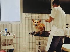 -電力宠物公司(武定路店)