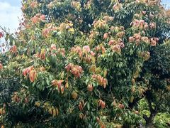 -广州市石门国家森林公园