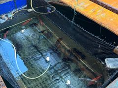 -蓝湾碧波·老字号·疍家非遗海上餐厅