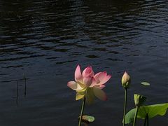 -墨尔本皇家植物园