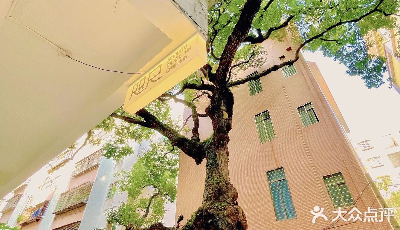 廣州 | 擁有200年樹齡樟樹，隱藏在市橋の咖啡民宿‼️