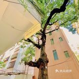 廣州 | 擁有200年樹齡樟樹，隱藏在市橋の咖啡民宿‼️