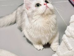 -Bastet sally猫舍购宠(静安店)