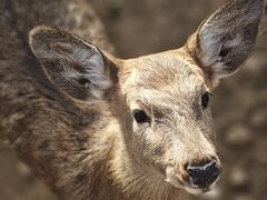 -石家庄市动物园